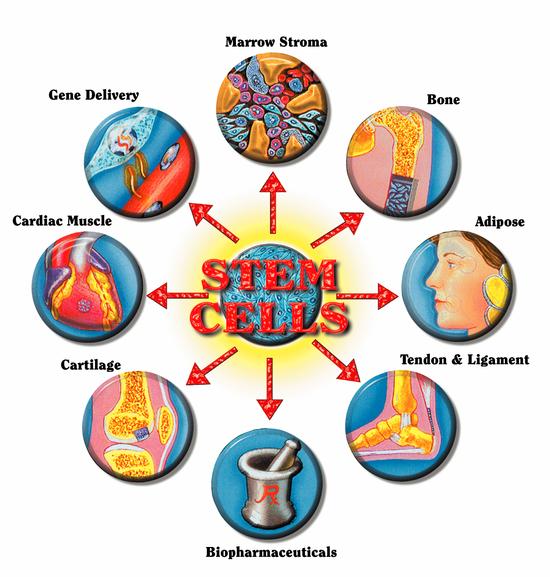 Stem Cell Research Diagram